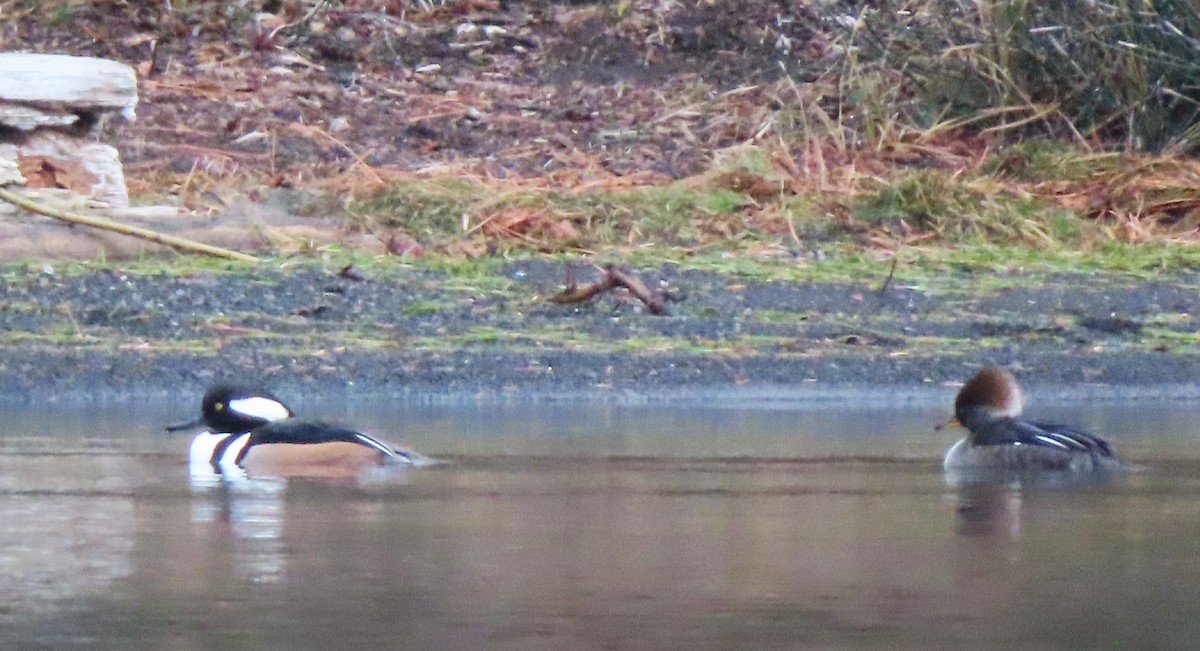 Hooded Merganser - ML646333980