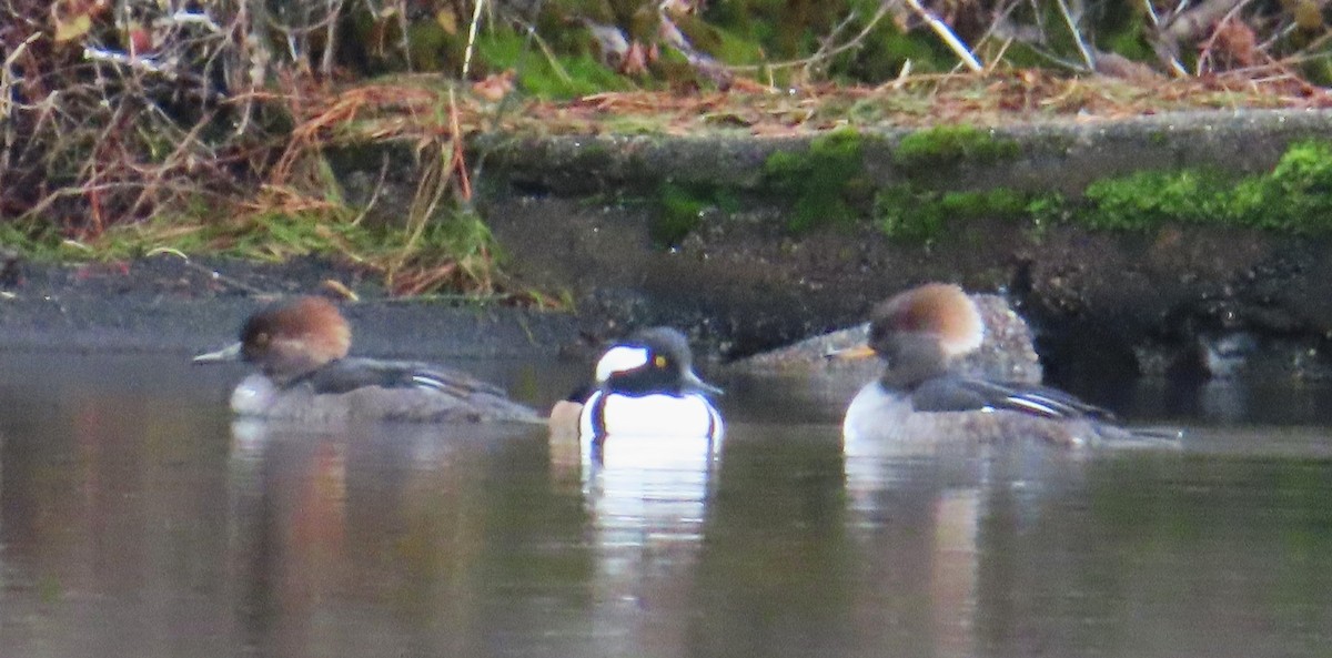 Hooded Merganser - ML646333981