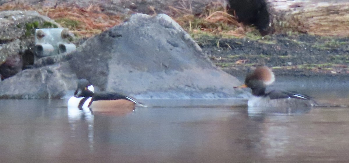 Hooded Merganser - ML646333982