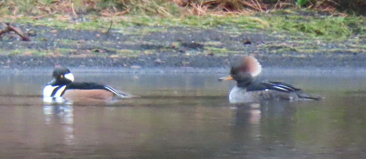 Hooded Merganser - ML646333983