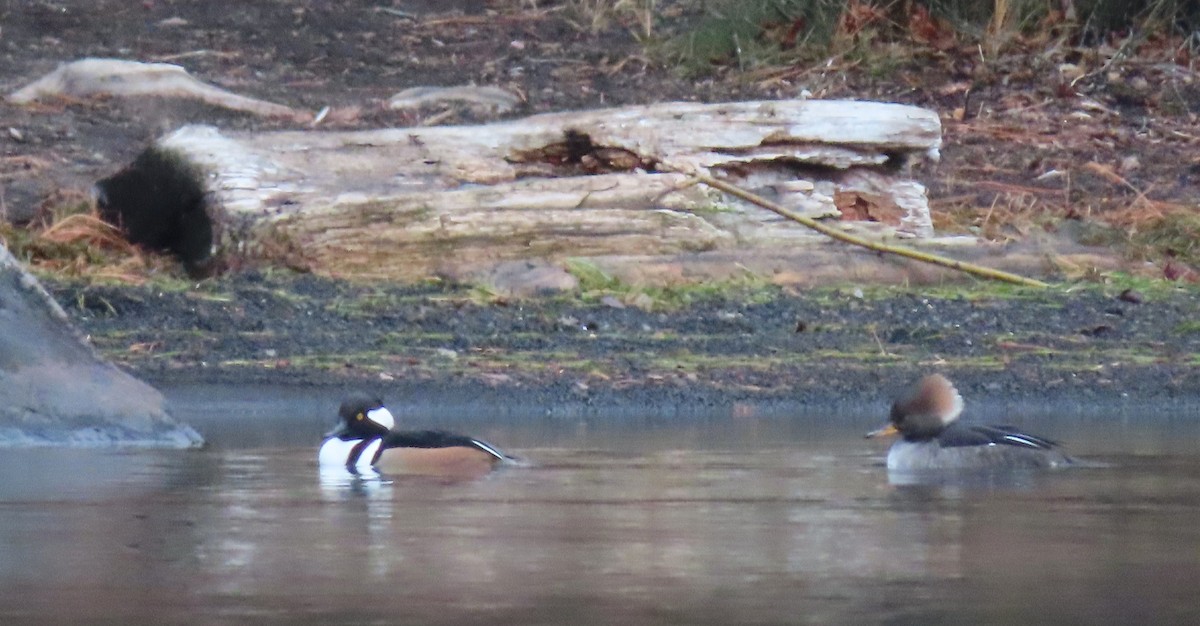 Hooded Merganser - ML646333984