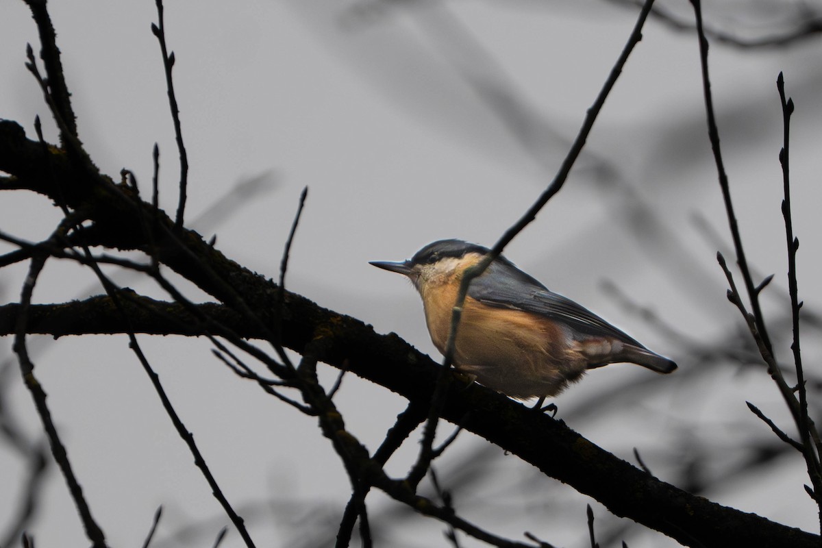 Garrapo eurasiarra - ML646333985