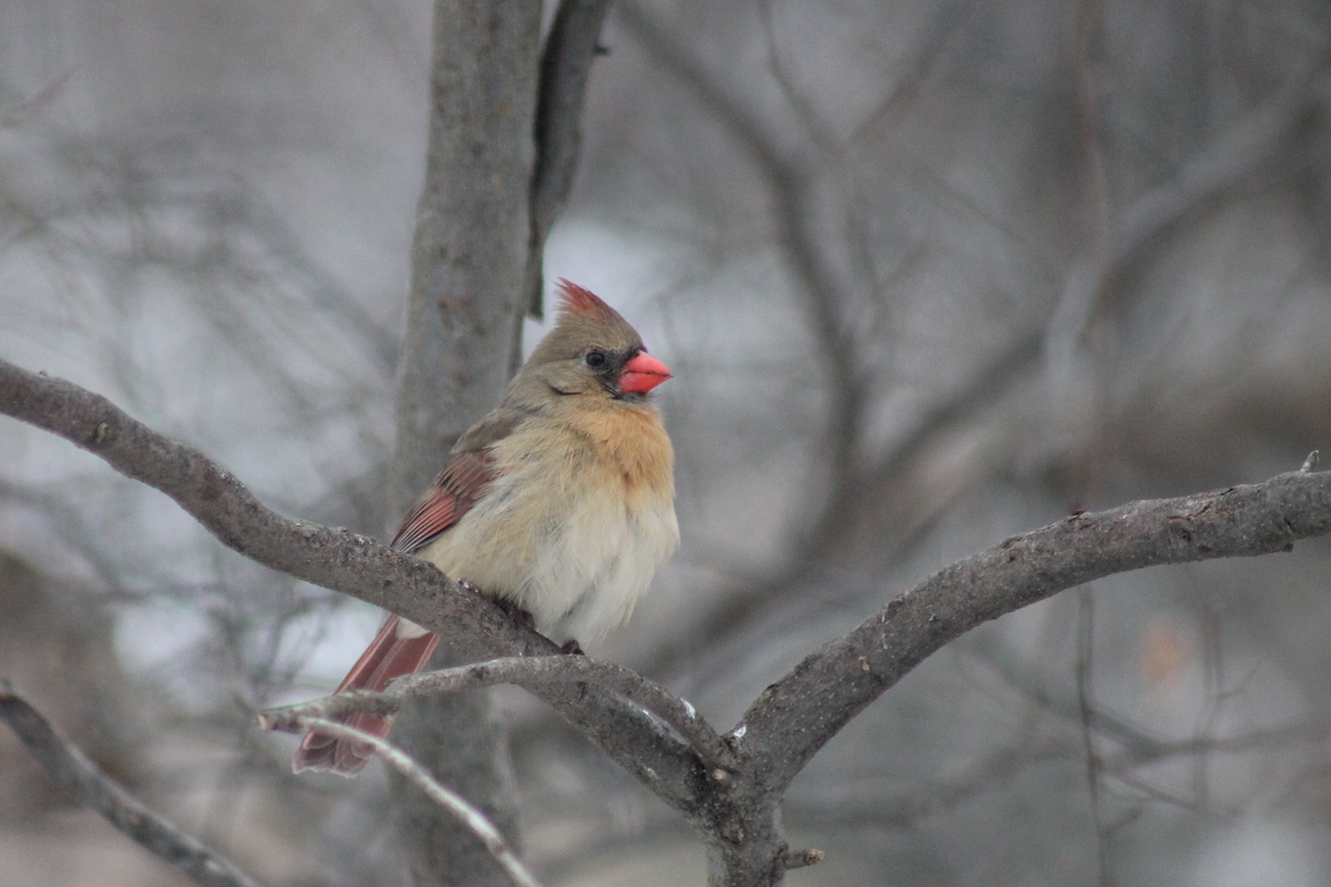 Northern Cardinal - ML646333986