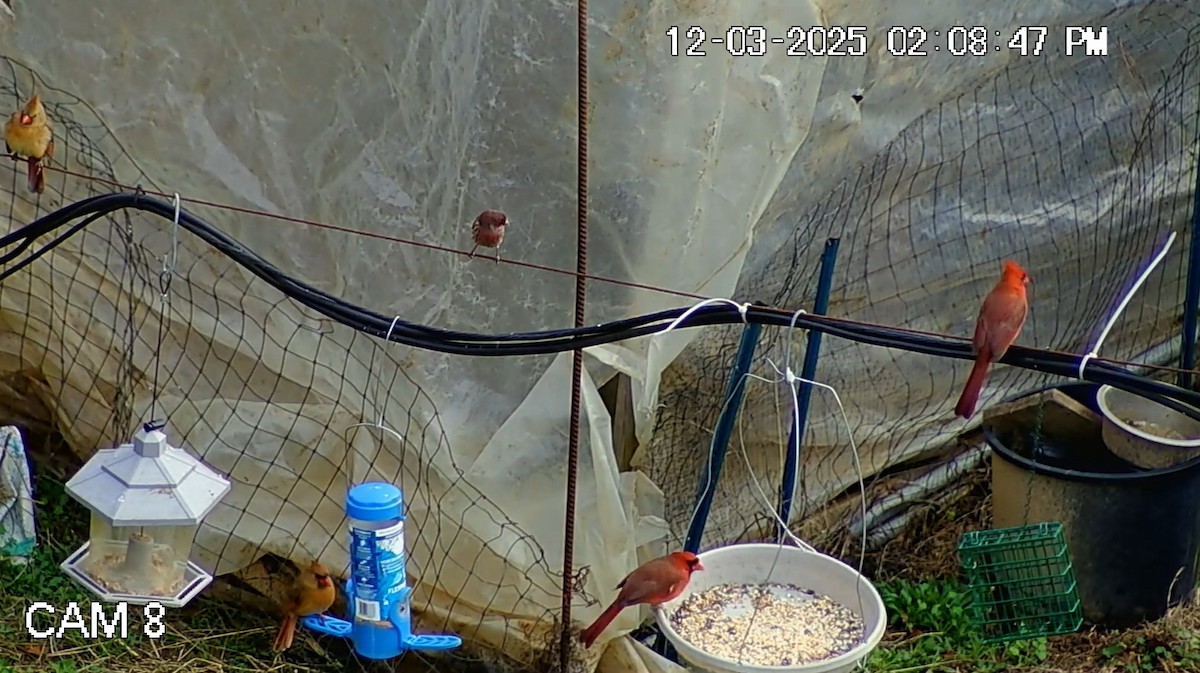 Northern Cardinal - ML646333987