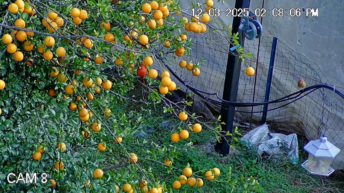 Northern Cardinal - ML646333988