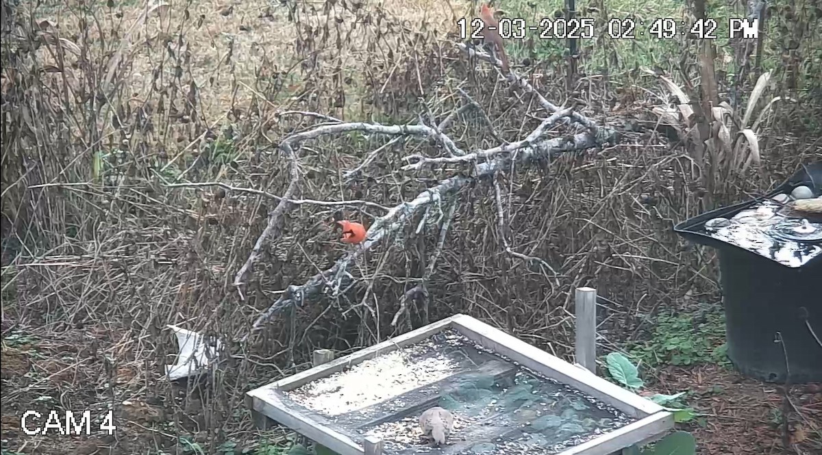 Northern Cardinal - ML646333989