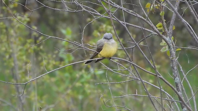 Western Kingbird - ML646333991