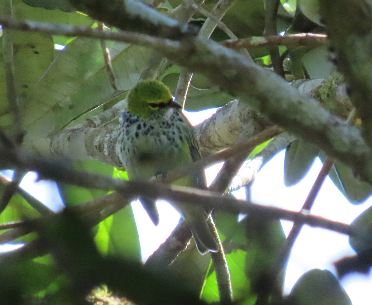 Speckled Tanager - ML646333992