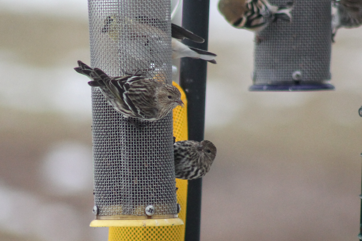 Pine Siskin - ML646333993