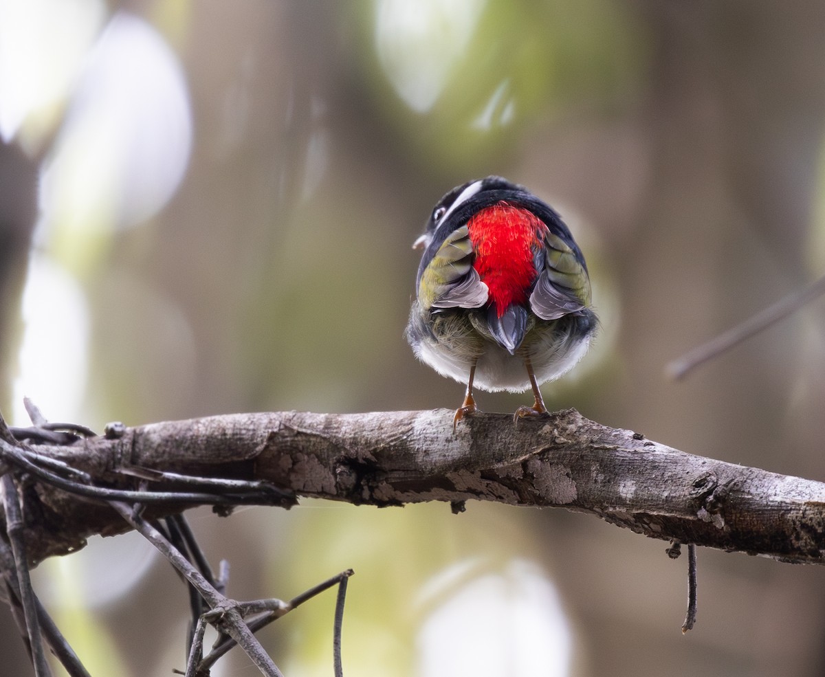 Pin-tailed Manakin - ML646333994