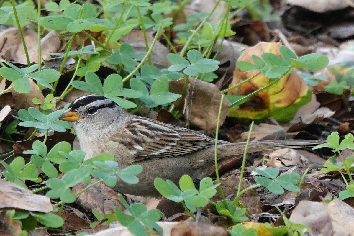 Белобровая овсянка - ML646334007