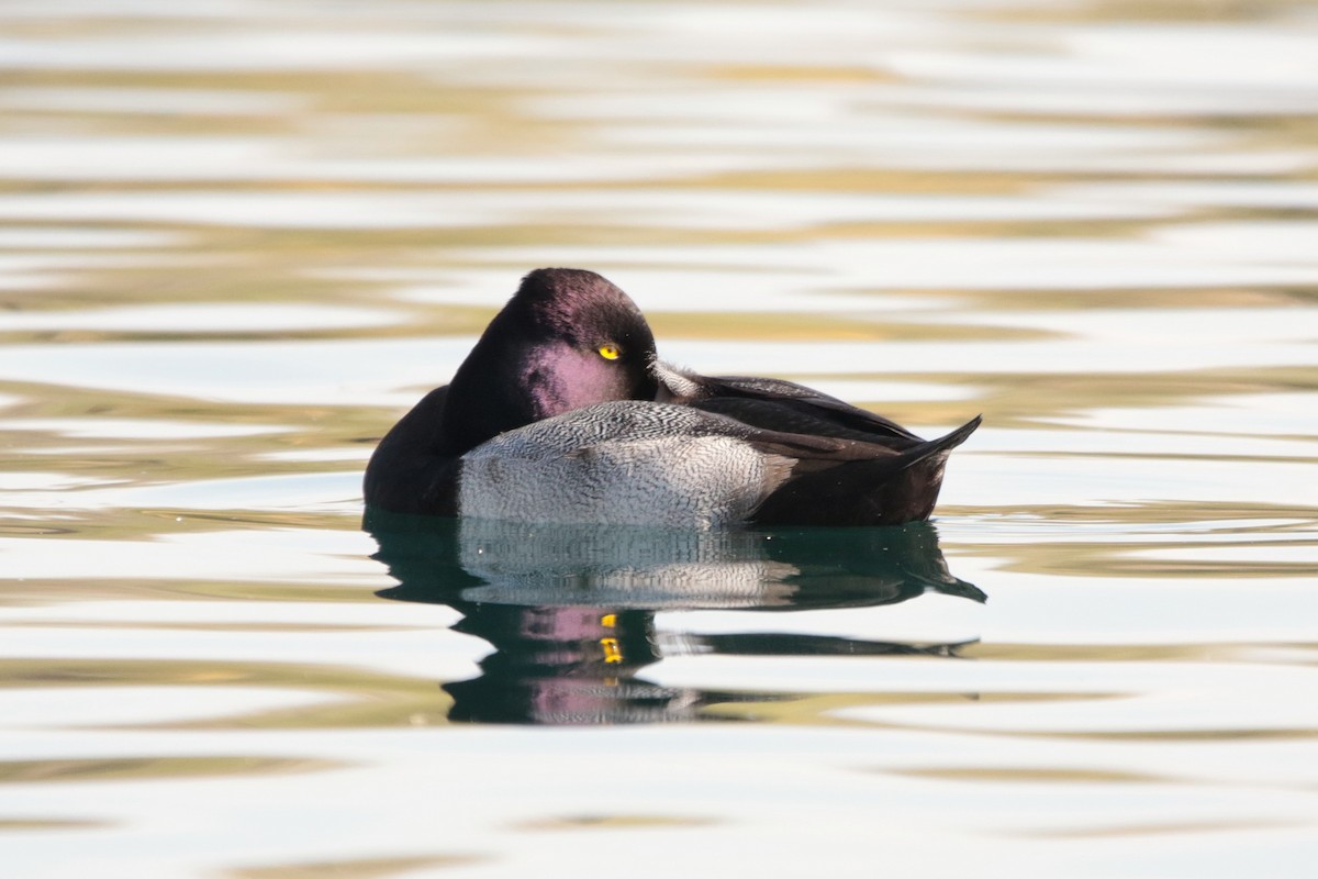 Lesser Scaup - ML646334008