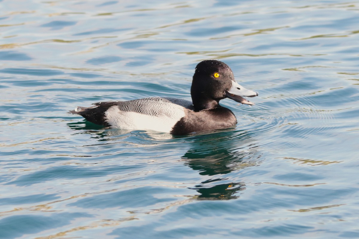 Lesser Scaup - ML646334009