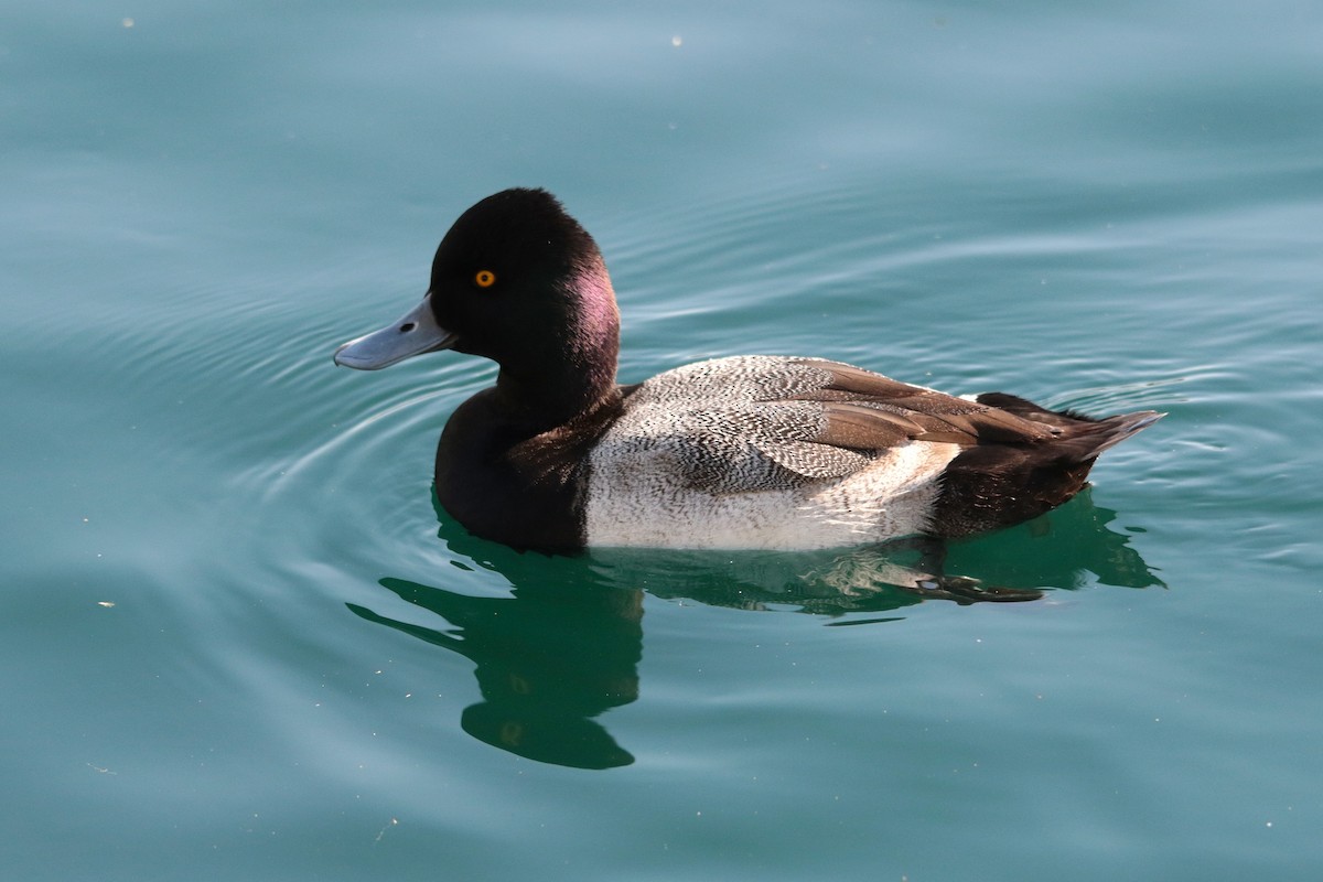 Lesser Scaup - ML646334011
