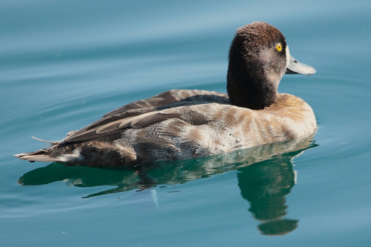 Lesser Scaup - ML646334012