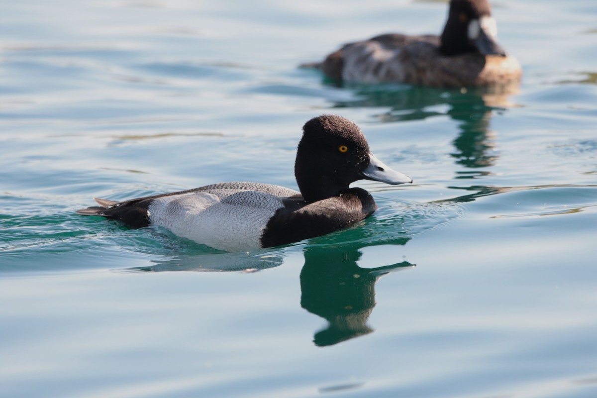 Lesser Scaup - ML646334013