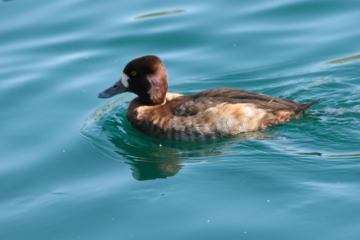 Lesser Scaup - ML646334014