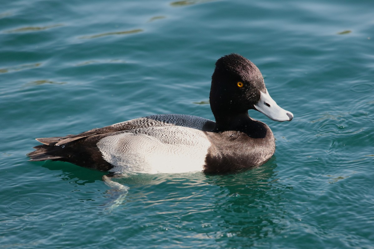Lesser Scaup - ML646334015