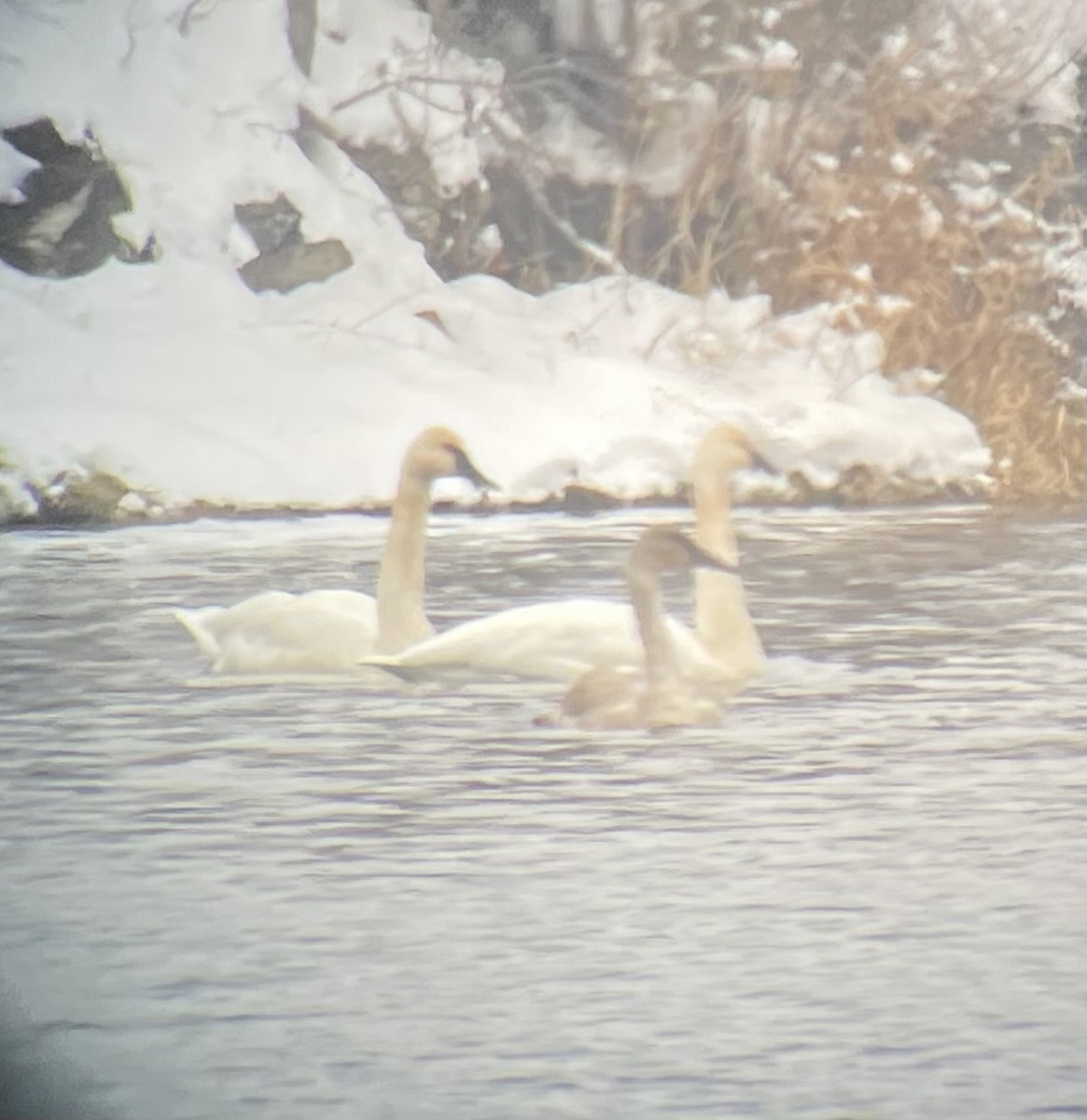Trumpeter Swan - ML646334019