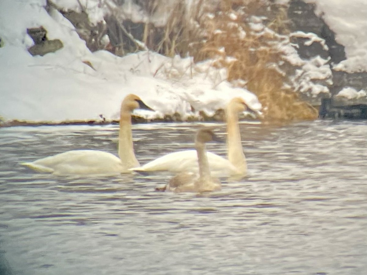 Trumpeter Swan - ML646334020