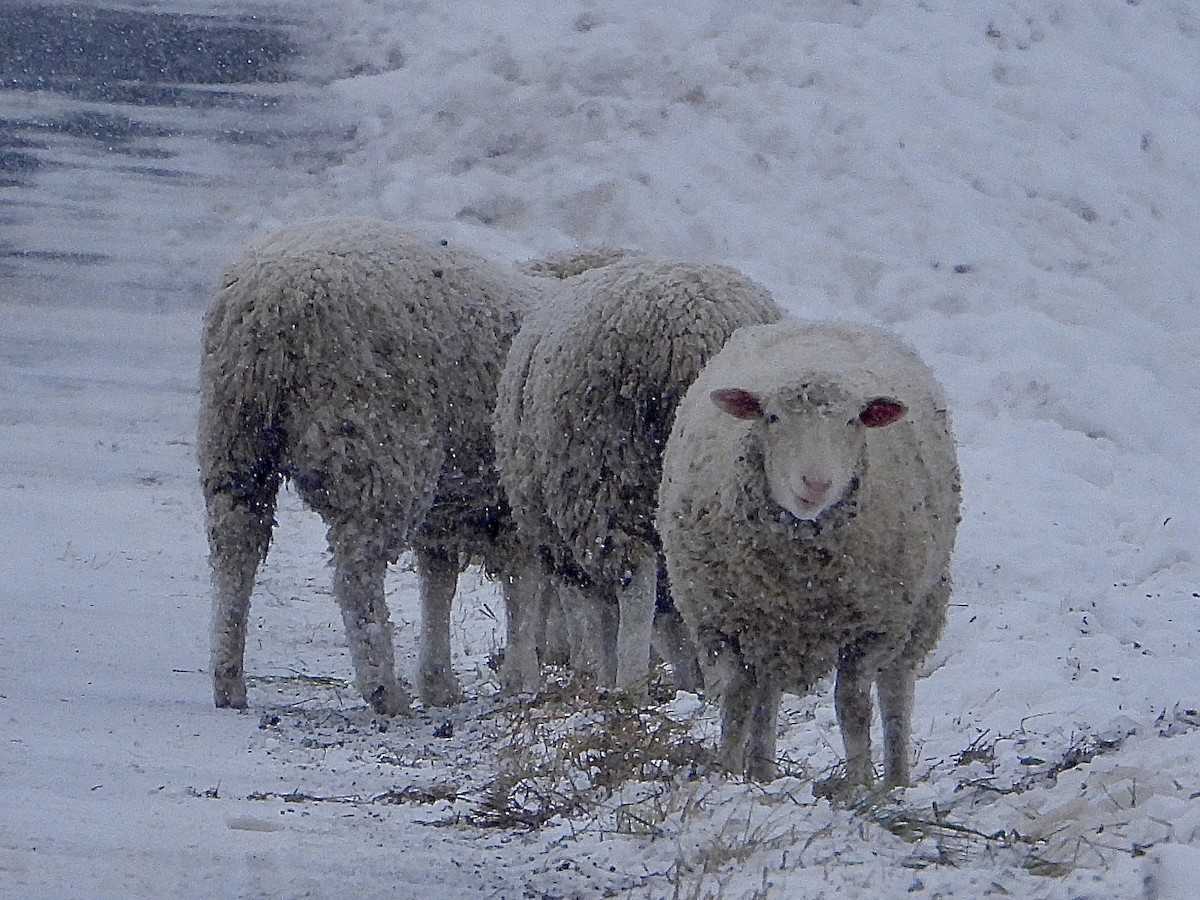 Mammals - ML646334022