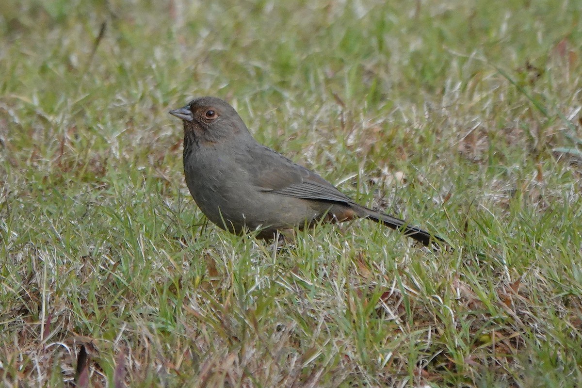 California Towhee - ML646334024