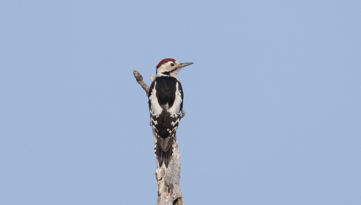 Sind Woodpecker - ML646334026