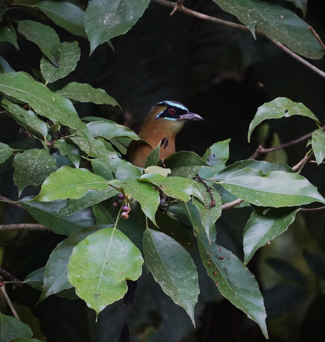 Lesson's Motmot - ML646334027