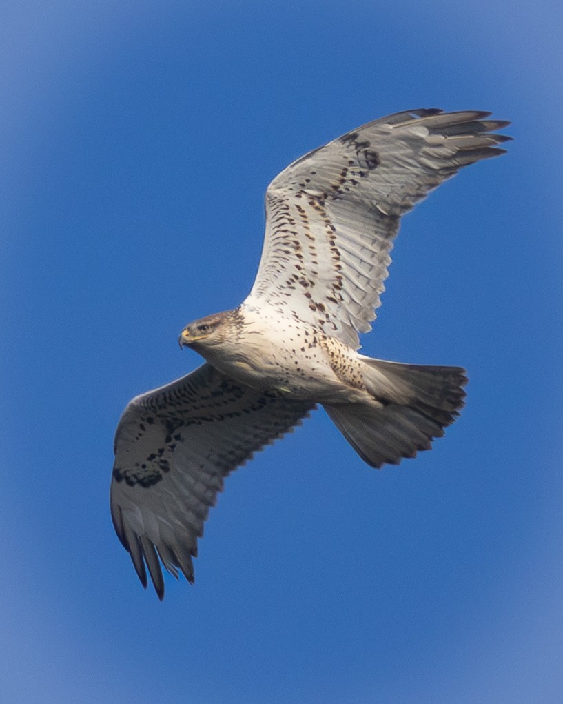 Ferruginous Hawk - ML646334033