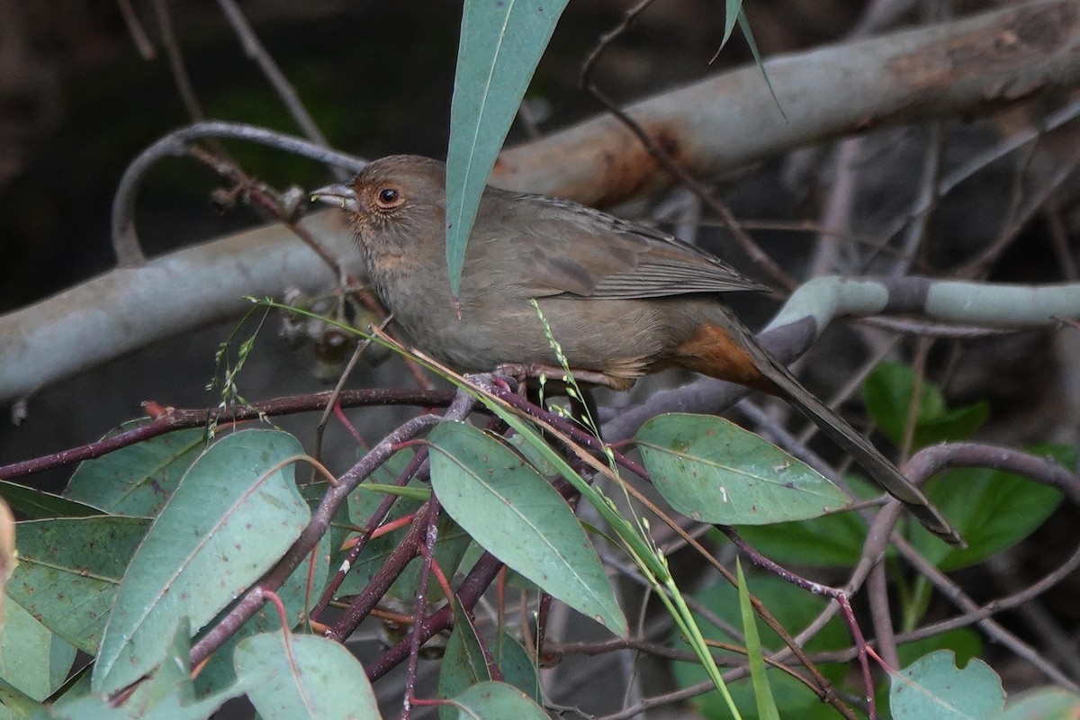 California Towhee - ML646334034