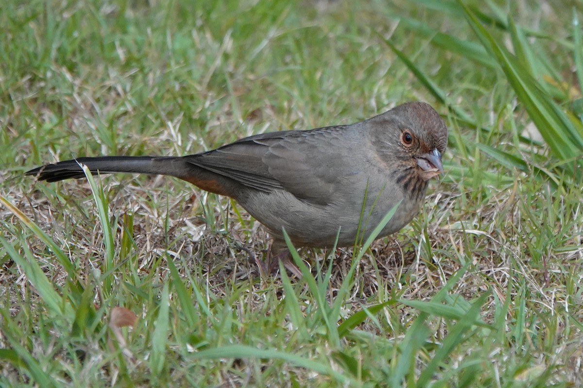 California Towhee - ML646334035