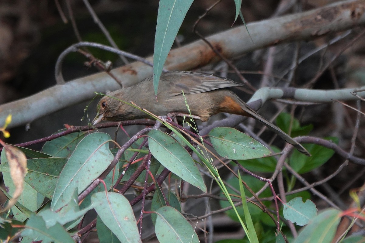 California Towhee - ML646334036