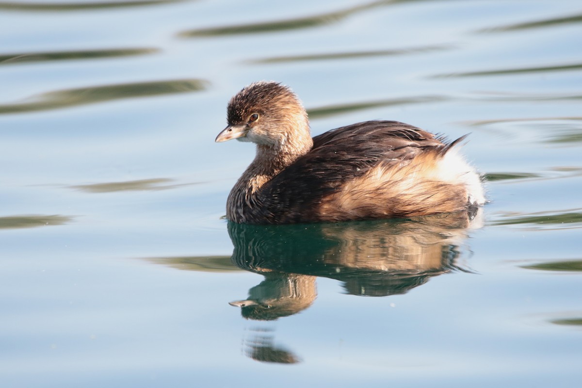 Pied-billed Grebe - ML646334042