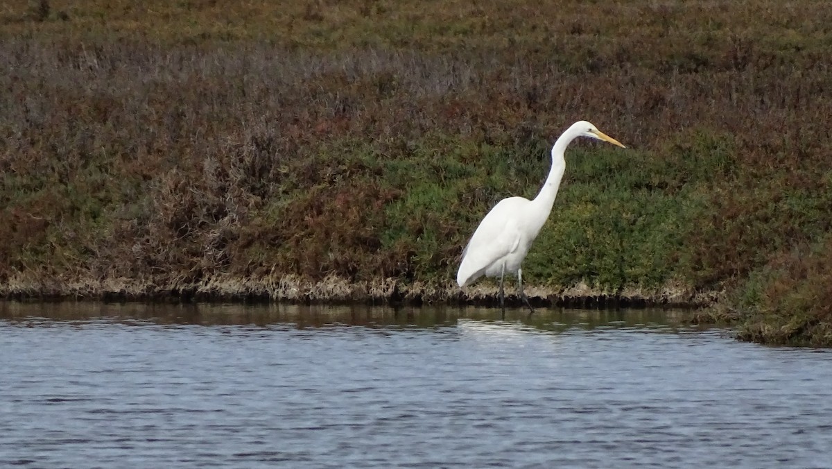 Great Egret - ML646334052