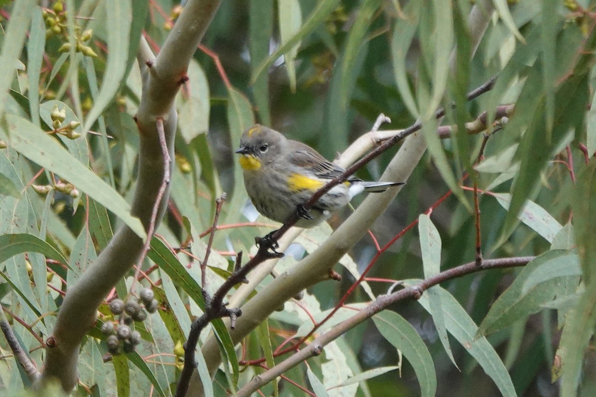 Yellow-rumped Warbler - ML646334053