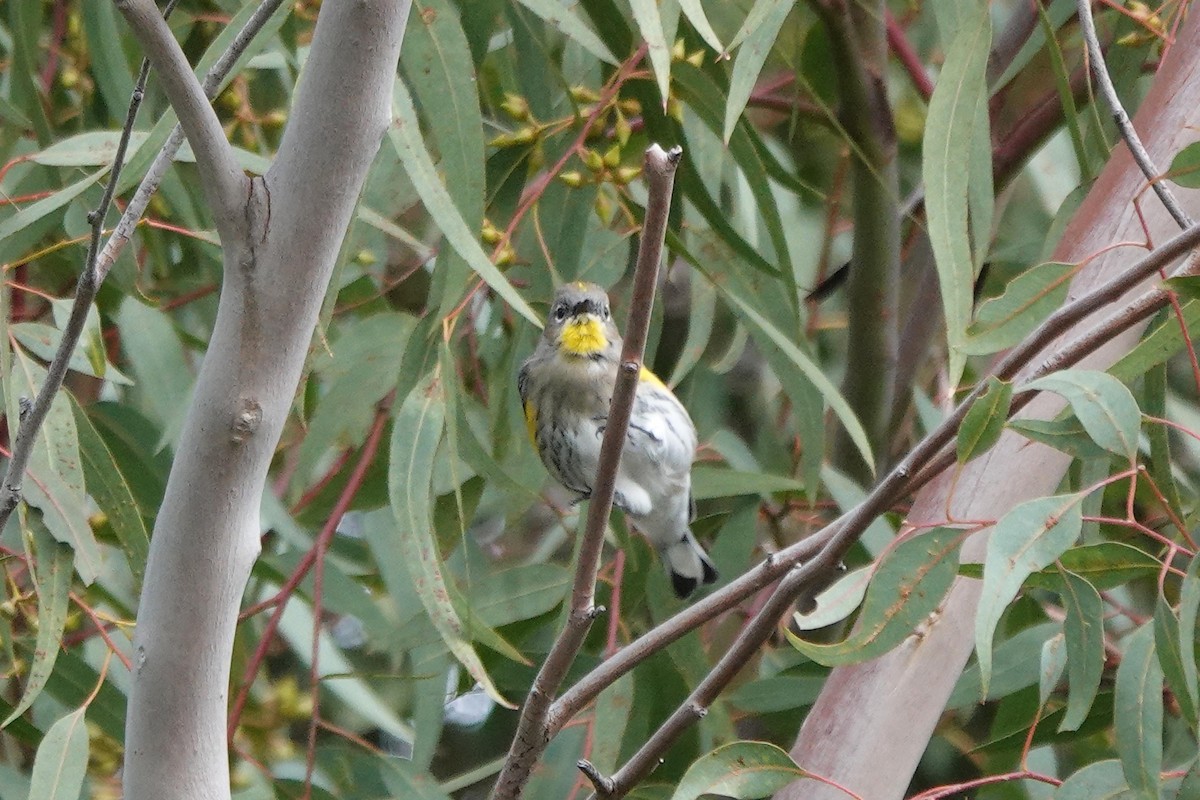 Yellow-rumped Warbler - ML646334054