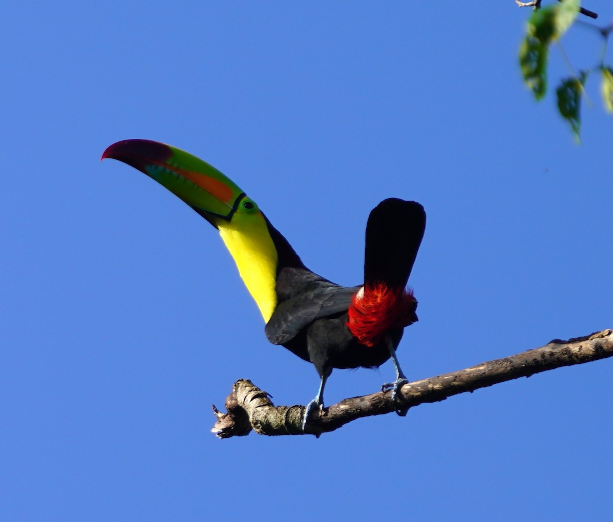 Toucan à carène - ML646334055