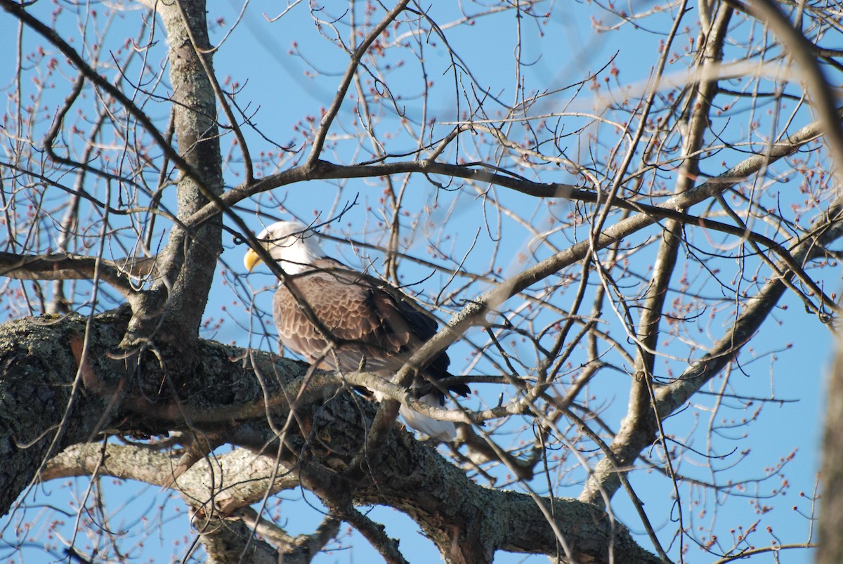 Bald Eagle - ML646334056
