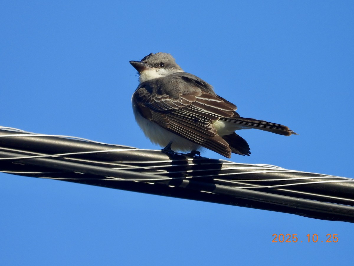 Graukönigstyrann - ML646334059