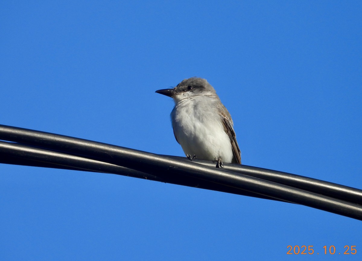 Graukönigstyrann - ML646334060