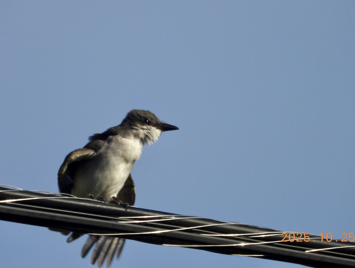 Graukönigstyrann - ML646334061