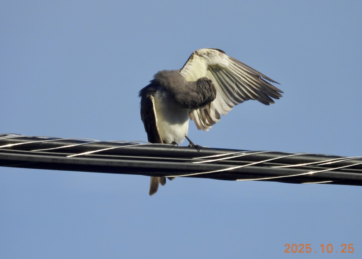 Graukönigstyrann - ML646334062