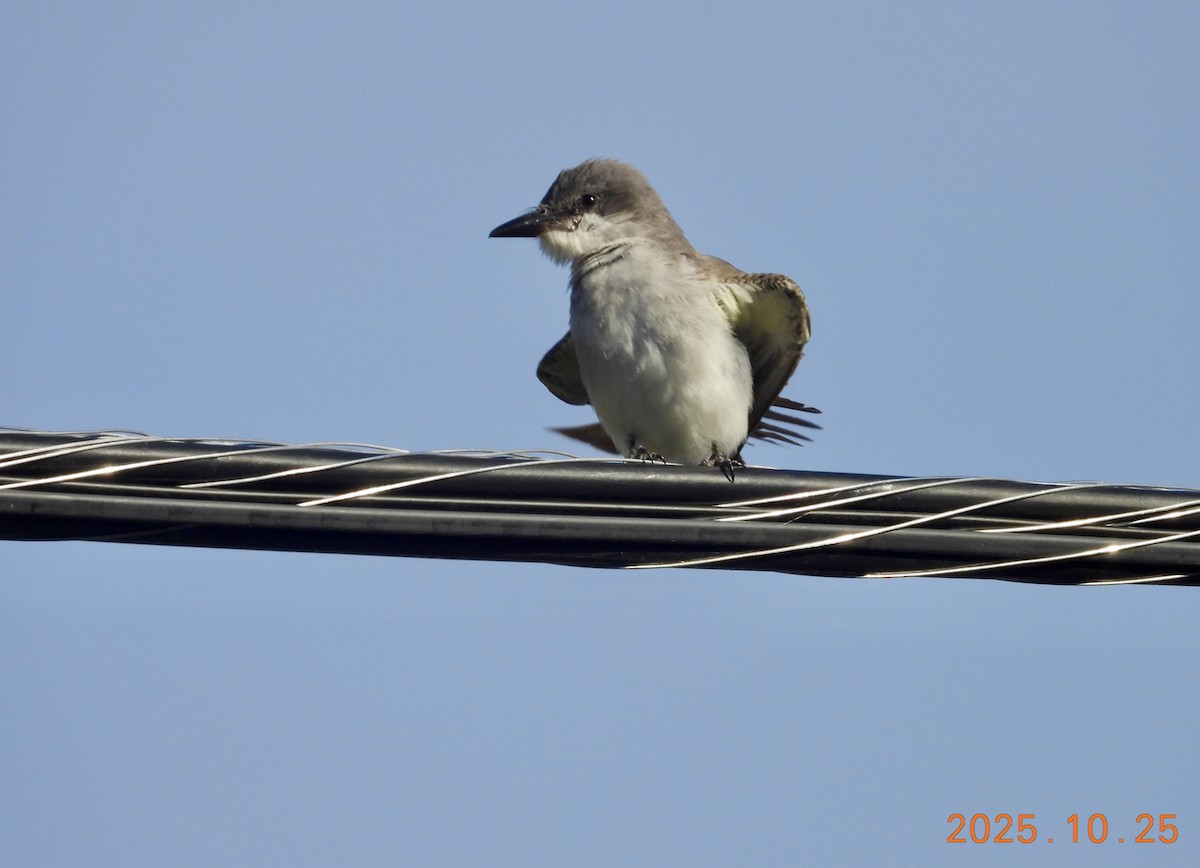 Graukönigstyrann - ML646334063