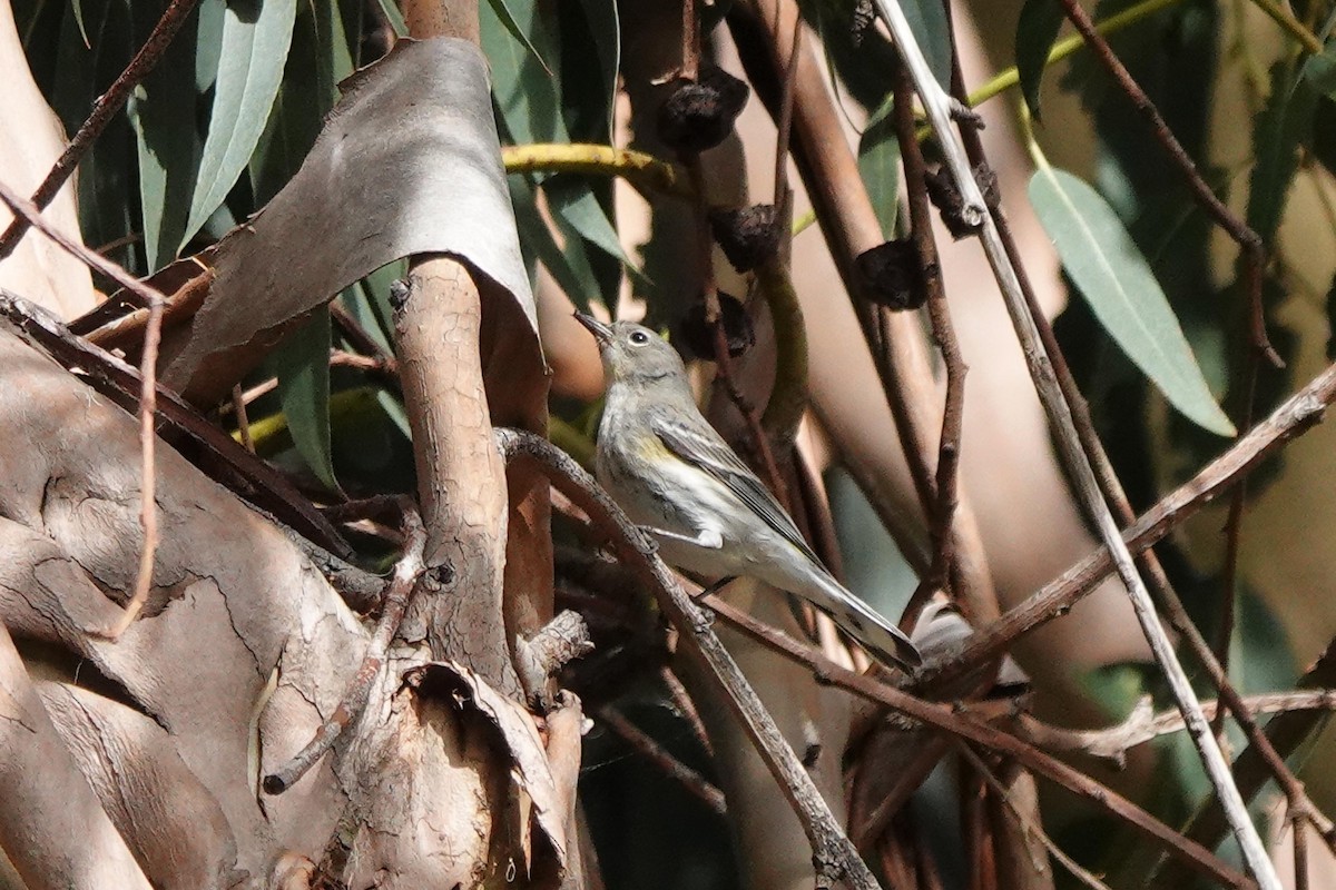 Kronenwaldsänger - ML646334064