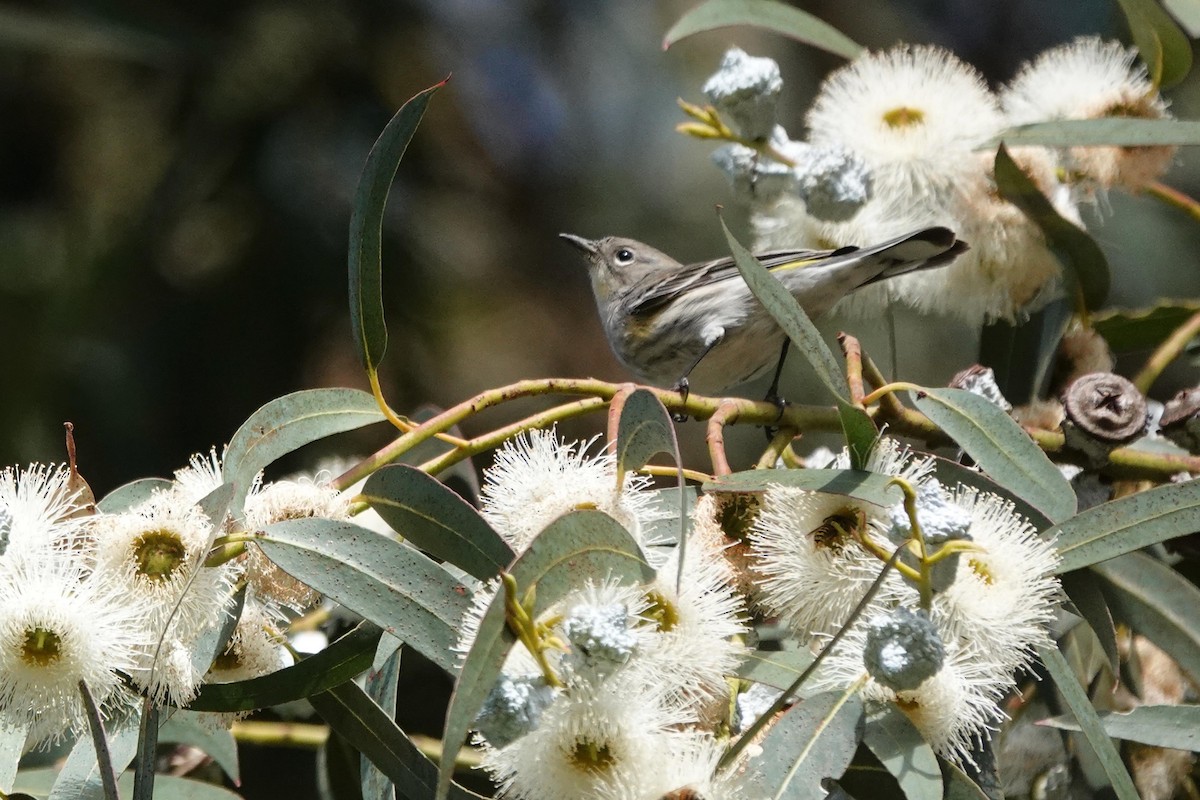 Kronenwaldsänger - ML646334065