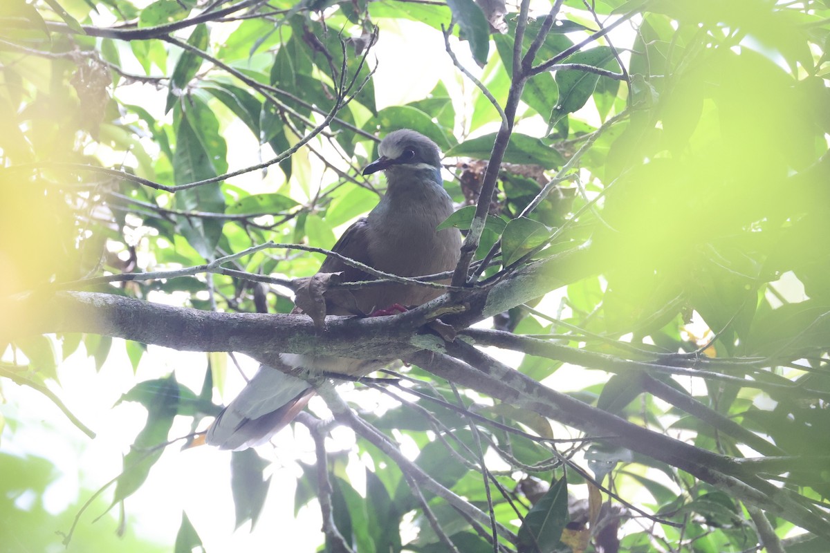 Ohrstreiftaube - ML646334066