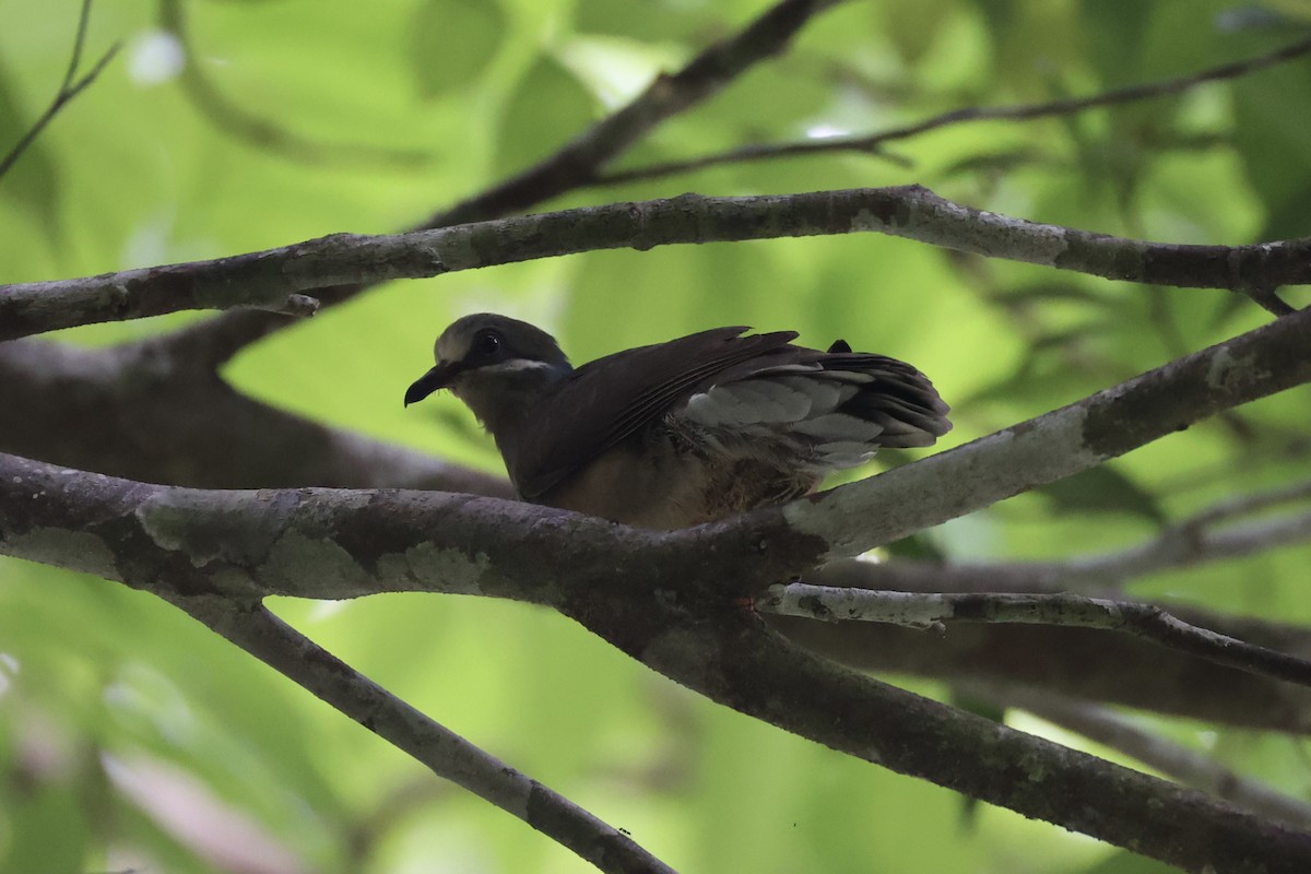 Ohrstreiftaube - ML646334067