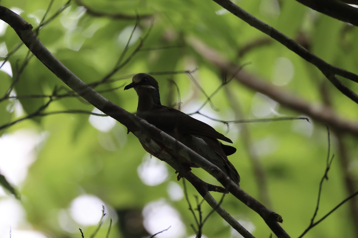 Ohrstreiftaube - ML646334068