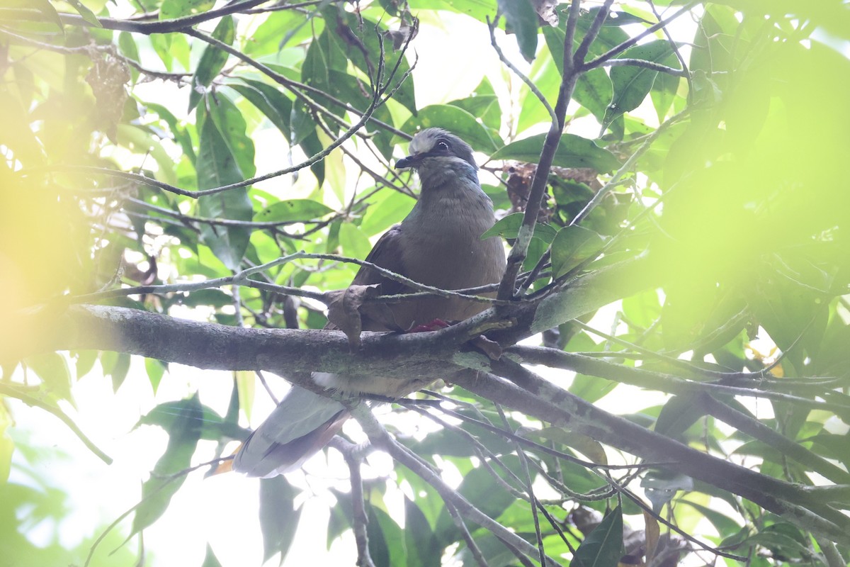 Ohrstreiftaube - ML646334069