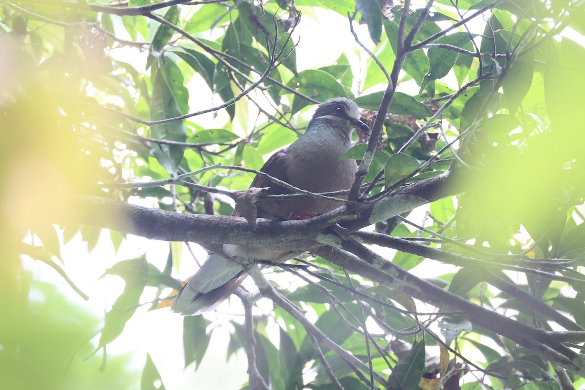 Ohrstreiftaube - ML646334070